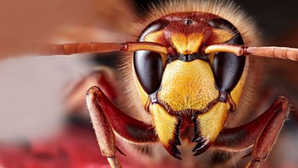 What If You Were Attacked by Murder Hornets?