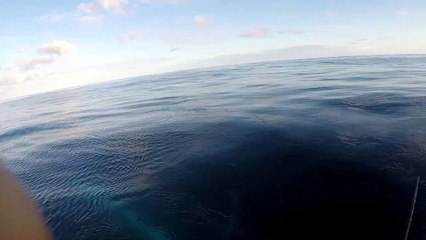 Whales Cruise along Queensland Coast