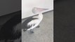 Polite Pelican Patiently Waits for Cold Treat