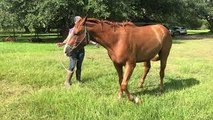 Horse Falls Down and Immediately Starts Eating