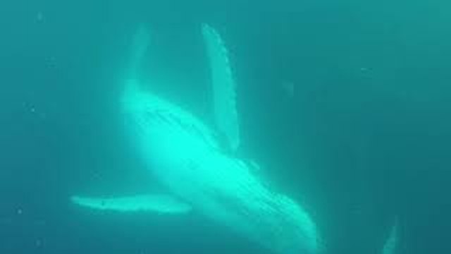 Whales Cruise along Queensland Coast