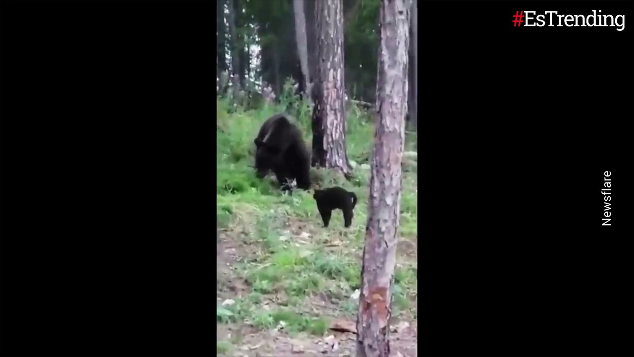 ¡No te enfrentes a los gatos! Increíble momento en el que valiente felino protege a su dueño de un oso salvaje