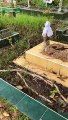 NETIZEN SPOTTED BLACK SPITTING COBRA AT CCK CEMETERY