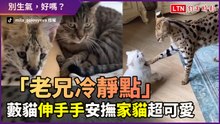 「老兄你冷靜一下」藪貓像安撫人一樣伸手輕摸家貓 超可愛！