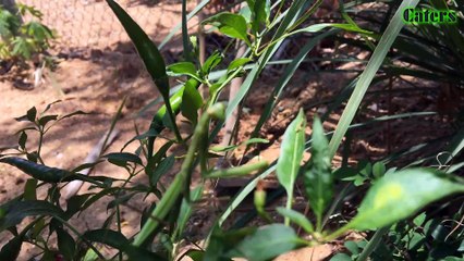 Con Bọ Ngựa / Mantis / Mantodea