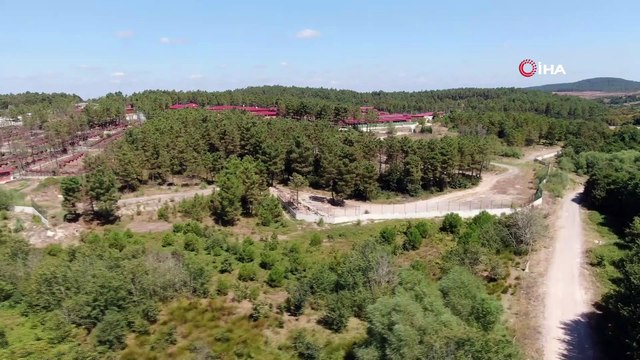 İBB hayvan barınağında vahşet: Telef olmuş onlarca kedi ve köpek toplu mezara koyuldu