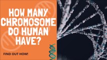 How Many Chromosome Do Humans Have?