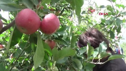 NİĞDE'DEN 250 BİN TON ELMA YURT DIŞINA İHRAÇ EDİLİYOR