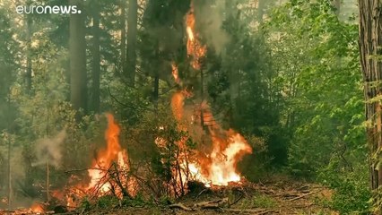 В США бушуют сильные пожары