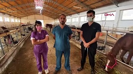 Kırgızistan'a kesim için götürülmek istenen 33 at Artvin'de tedavi altına alındı