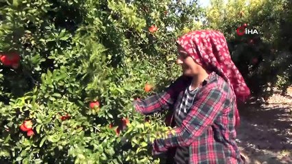 Yılın ilk Hicaz Narı hasadı Silifke’de yapıldı