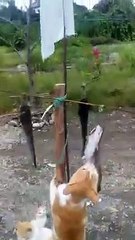 lomba panjat pinang kucing bikin ngakak