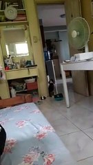 My Beagle ignoring me