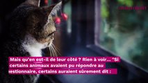 À cause des confinements, les chats ne supportent plus leur humains