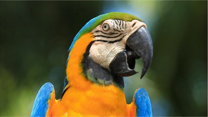 Lost but found parrot keeps making tube announcements