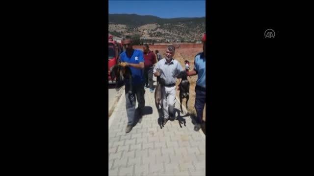 Son Dakika | GAZİANTEP - Taşların altına sıkışarak mahsur kalan 5 yavru köpeği itfaiye ekipleri kurtardı
