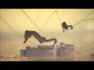 أسماك الحجرات المفقودة: تجارب مذهلة في الحياة البحرية