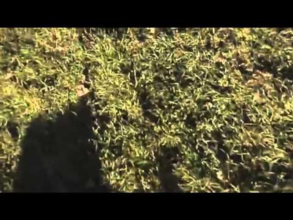 نسر يختطف طفلا في حديقة بكندا