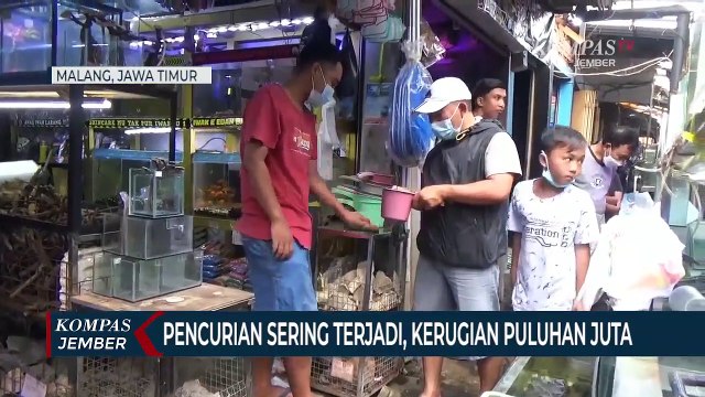 Sekelompok Anak Bawah Umur Curi Ikan Hias, Korban Rugi 25 Juta Rupiah