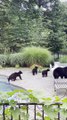 Mama Bear Brings Five Cubs for a Swim in Backyard Pool