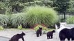 Mama Bear Brings Five Cubs for a Swim in Backyard Pool