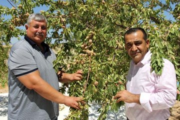 'Badem diyarında' doğal afetlere rağmen rekolte sevinci