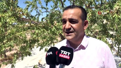 ‘Badem diyarında’ doğal afetlere rağmen rekolte sevinci