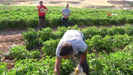 150 dönüm üzerine kurdukları tarladan bölgeye meyve ve sebze gönderiyorlar