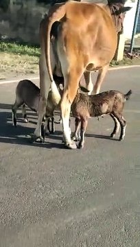 Animals caring.....This cow give milk to coat.....