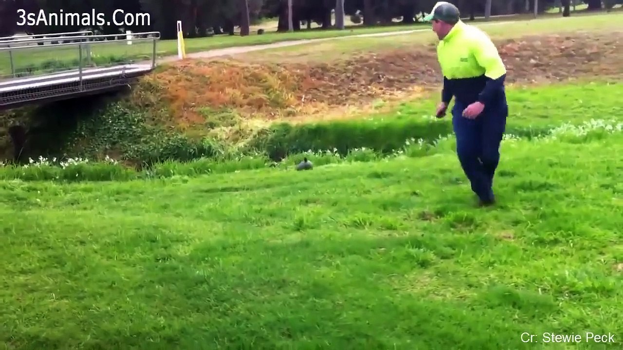 Funny Different Animals Chasing and Scaring People......