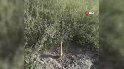 Yaralı 'Hint gölet balıkçıl kuşu' tedavi altına alındı