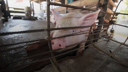 L214 dénonce la maltraitance dans un élevage porcin