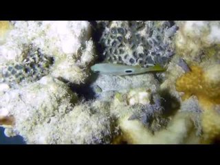 الحياة البحرية في شاطئ جميرا المفتوح