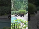 Mama Bear Brings Five Cubs for a Swim in Backyard Pool