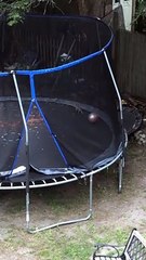 Squirrel Plays on Trampoline