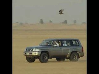 حمدان بن محمد: الطير صديق الرجال