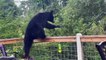 Bear Raids Backyard Bird Feeders