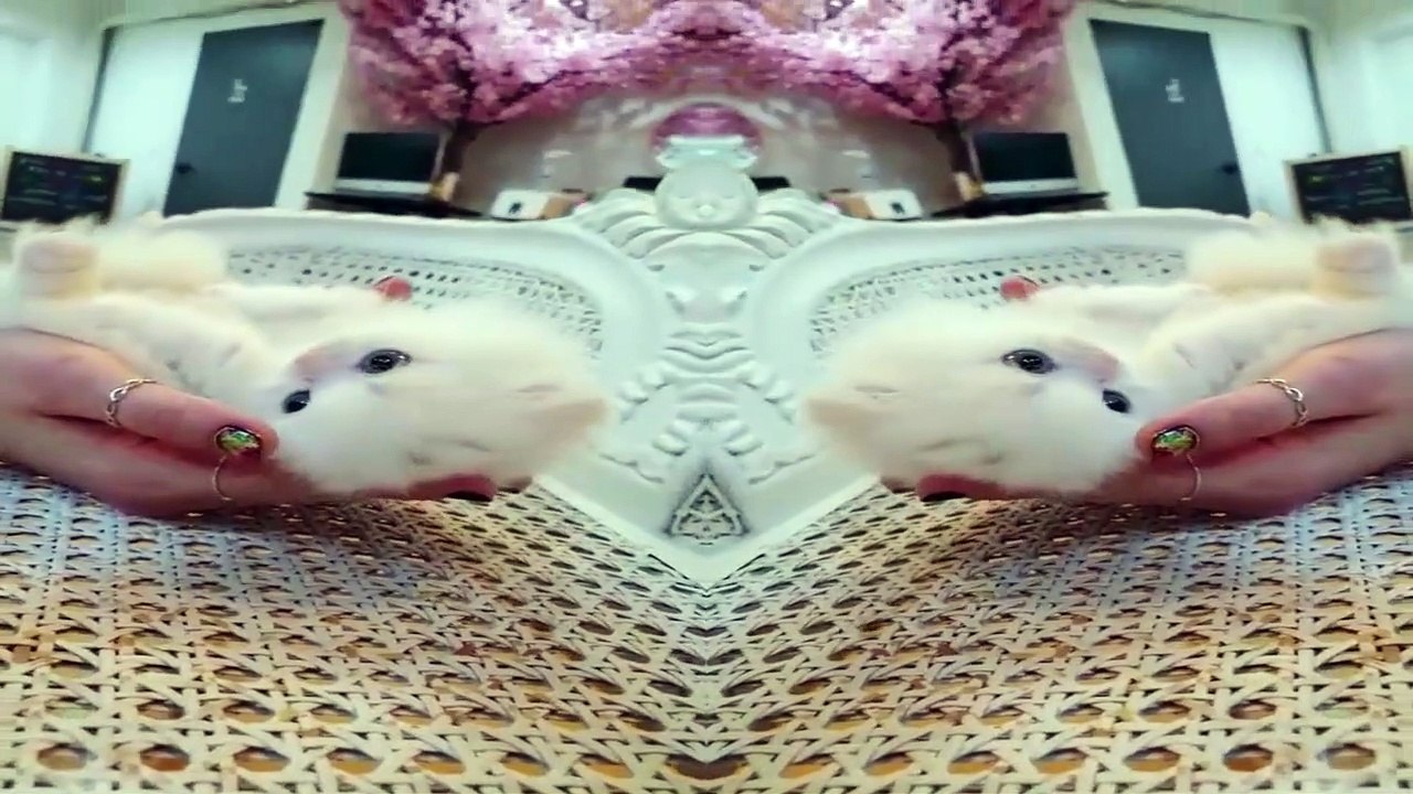 Funny Animals - Cute Cats #2 - Animals Video 2021