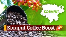 Tata To Procure Koraput Coffee From Odisha Farmers