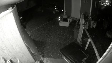 Golden Retriever Backs Down Alaskan Brown Bear