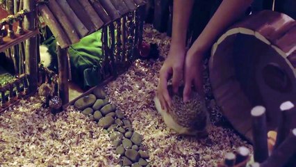 Funny Animals - Cute Porcupines #51 - Animals Video 2021