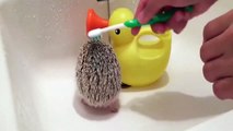 Funny Animals - Cute Porcupines #52 - Animals Video 2021