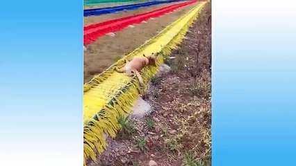 Top Funny Cat Videos of The Weekly - TRY NOT TO LAUGH #108