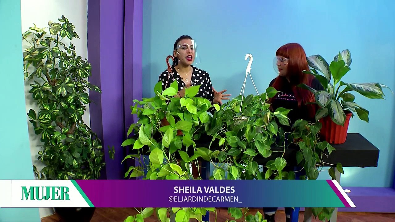 Plantas para el interior del hogar | Mujer - Nex Panamá
