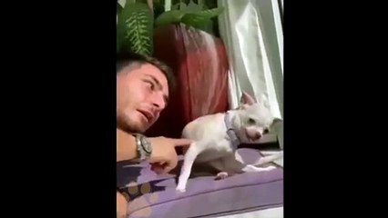 Angry Dogs Compilation  Funny Angry Pets Videos of Tiktok 2021 #49