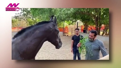 फार्म हाउस पर घोड़े के साथ चारा खाने लगे सलमान खान, देखें Video