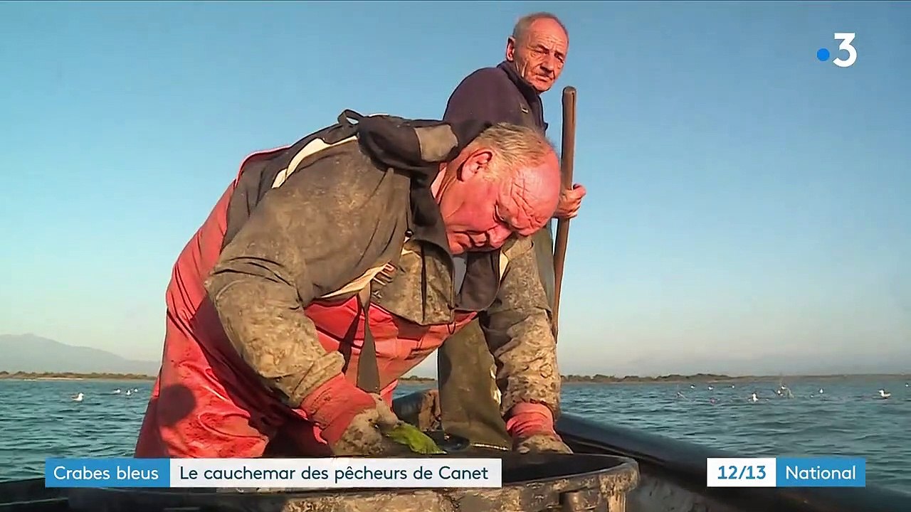 Pyrénées-Orientales : à Canet, la prolifération de crabes bleus est un cauchemar pour les pêcheurs d'anguilles