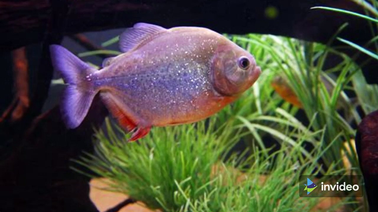 A Few Interesting Facts About Piranha Fish