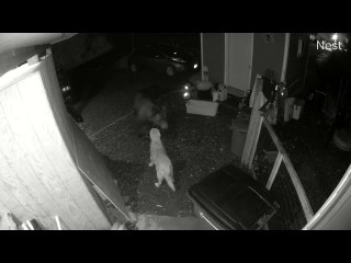 Golden Retriever Backs Down Alaskan Brown Bear