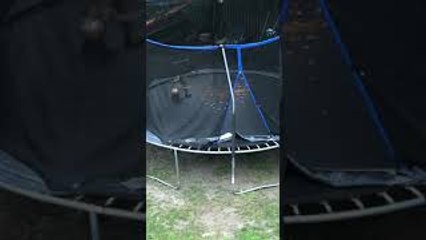 Squirrel Plays on Trampoline